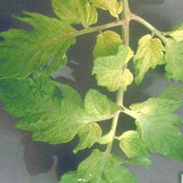 Nutrient deficiency in leaves