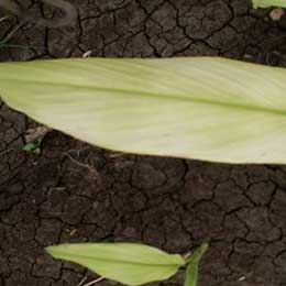 Nutrient deficiency in leaves