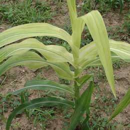 Leaves showing deficiency