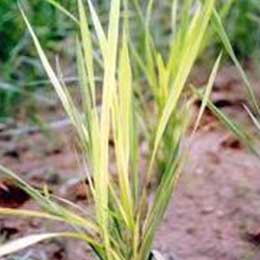 Nutrient deficiency in leaves