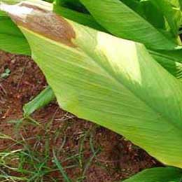 Nutrient deficiency in leaves