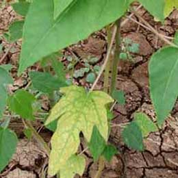 Nutrient deficiency in papaya leaves