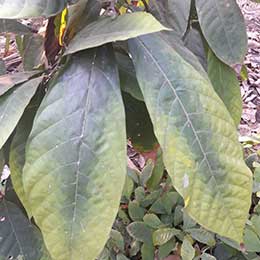 Nutrient deficiency in leaves