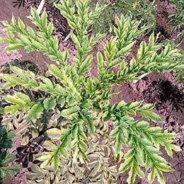 Nutrient deficiency in leaves