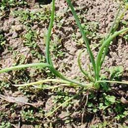 Leaves with distorted growth due to deficiency