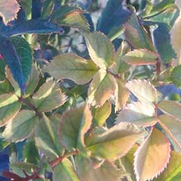 Rose plant with deficient leaves