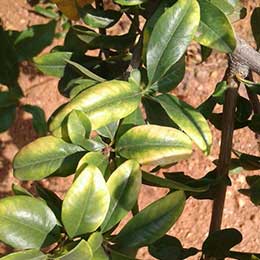 Nutrient deficiency in plants