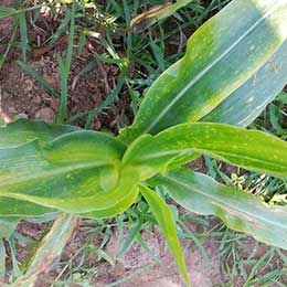 Leaves showing deficiency