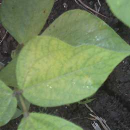 Nutrient deficiency in leaves