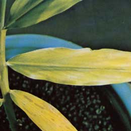 Leaves showing deficiency