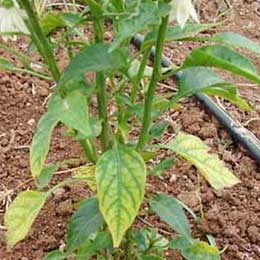 Leaves showing deficiency
