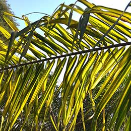 Nutrient Deficiency in Coconut leaves