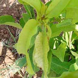 Leaves with deficiency