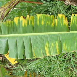 Banana Leaf with deficiency