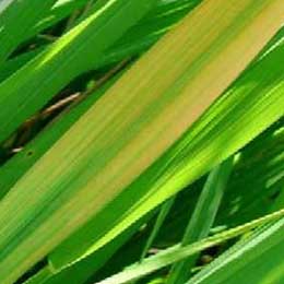 Nutrient deficiency in leaves