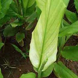 Nutrient deficiency in leaves