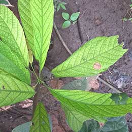 Nutrient deficiency in leaves