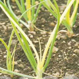 Leaves showing deficiency