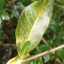 Deficient Leaf