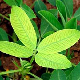 Leaves showing deficiency