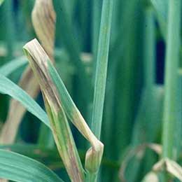 Nutrient deficiency in leaves