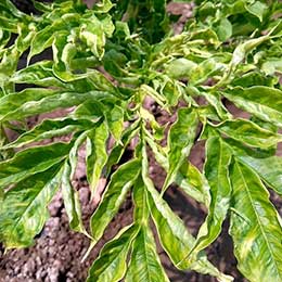 Nutrient deficiency in leaves