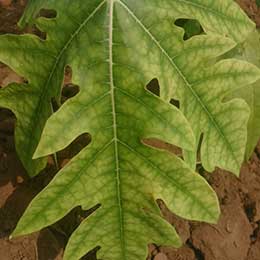 Nutrient deficiency in papaya leaves