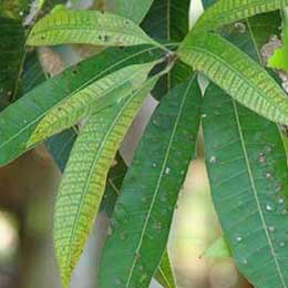 Leaves showing deficiency
