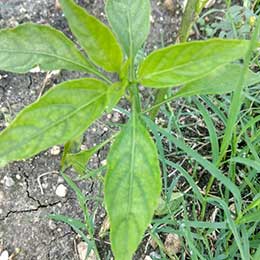Leaves showing deficiency