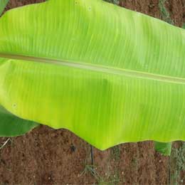 Banana Leaf with deficiency