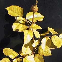Rose plant with deficient leaves