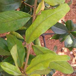 Nutrient deficiency in leaves