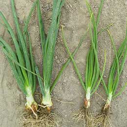 Plant saplings on the ground