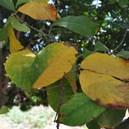 Nutrient deficiency in leaves