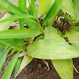 Leaves showing deficiency