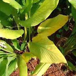 Nutrient deficiency in leaves