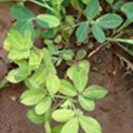 Leaves showing deficiency