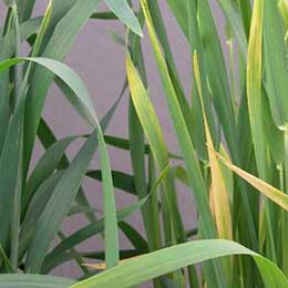 Nutrient deficiency in leaves
