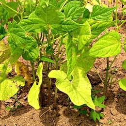 Nutrient deficiency in leaves