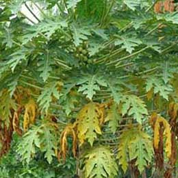 Nutrient deficiency in papaya leaves