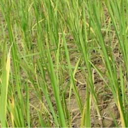 Nutrient deficiency in leaves