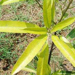 Leaves with deficiency