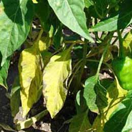 Deficient chilli leaves