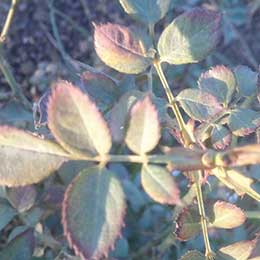 Rose plant with deficient leaves