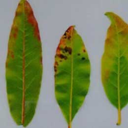 Nutrient deficiency in leaves