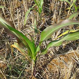 Leaves showing deficiency