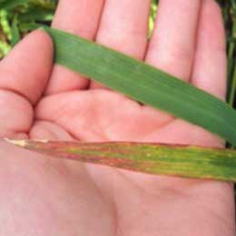 Nutrient deficiency in leaves
