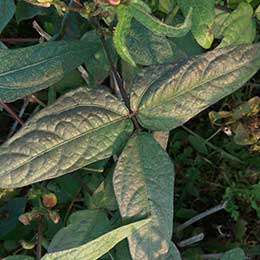 Nutrient deficiency in leaves
