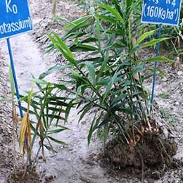 Leaves showing deficiency