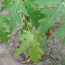 Nutrient deficiency in papaya leaves